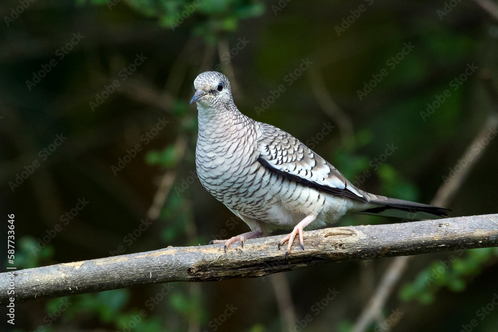 A Scaled Dove also know as Rolinha feeding on the lawn. Species Columbina squammata. bird lover. Birdwatching. Birding. Animal world. A Scaled Dove also know as Rolinha feeding on the lawn. Species Columbina squammata. bird lover. Birdwatching. Birding. Animal world.