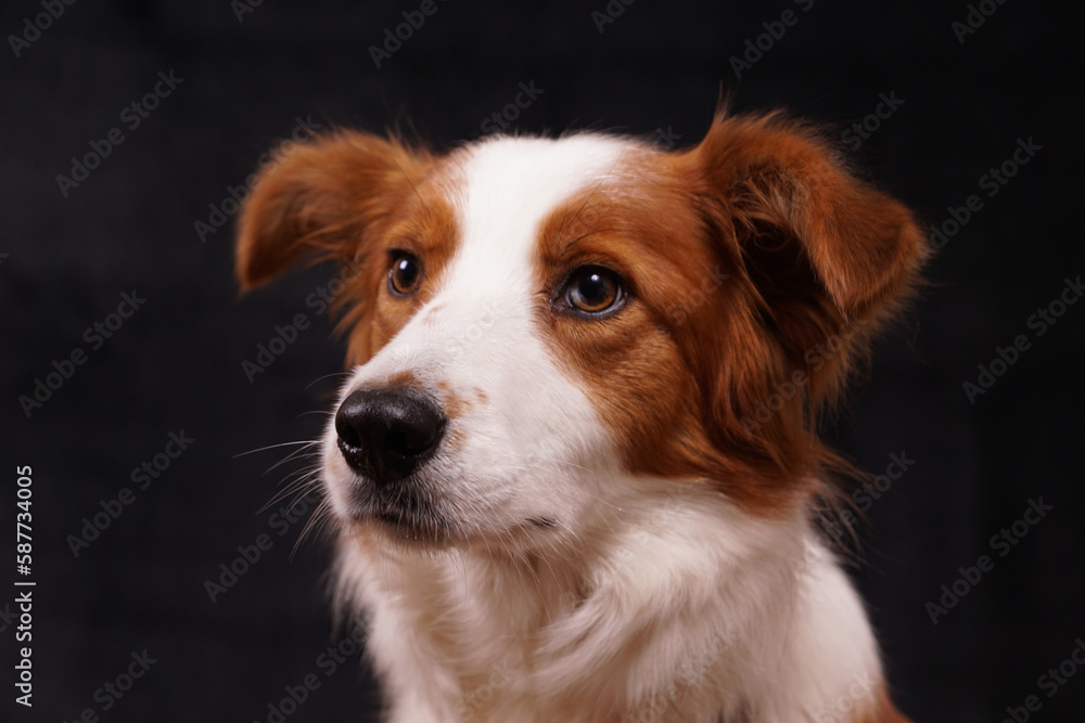 Red and brown collie dogs studio portrait with black background