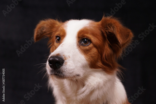 Red and brown collie dogs studio portrait with black background © maywhiston