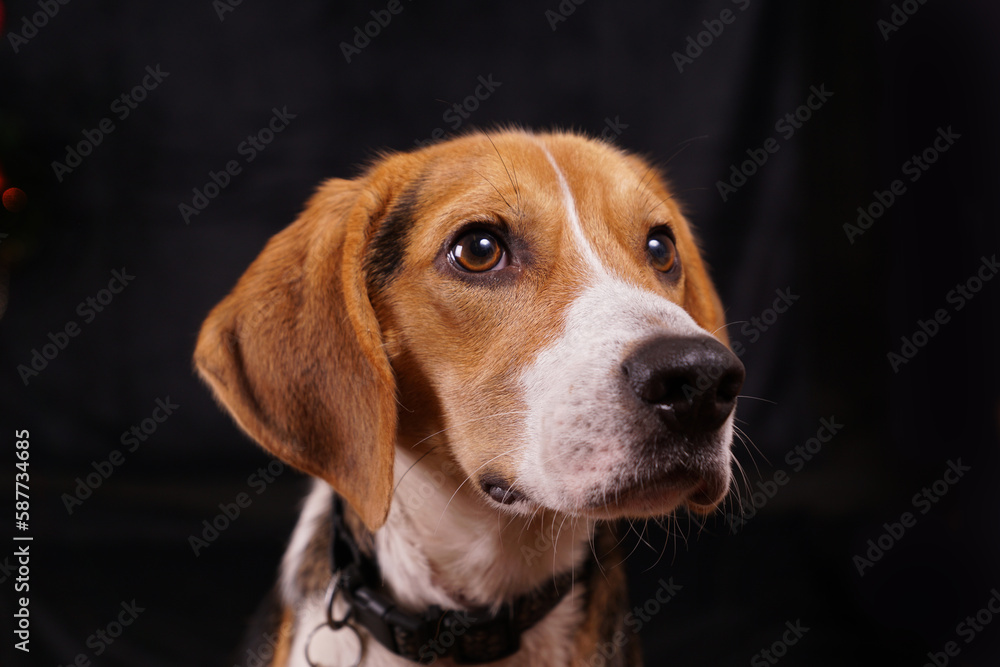 Beagle, bright eyed happy dog isolated on black background