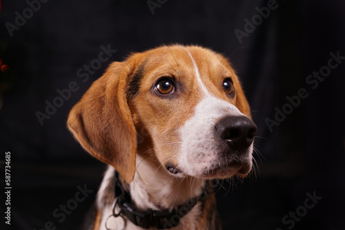 Beagle, bright eyed happy dog isolated on black background