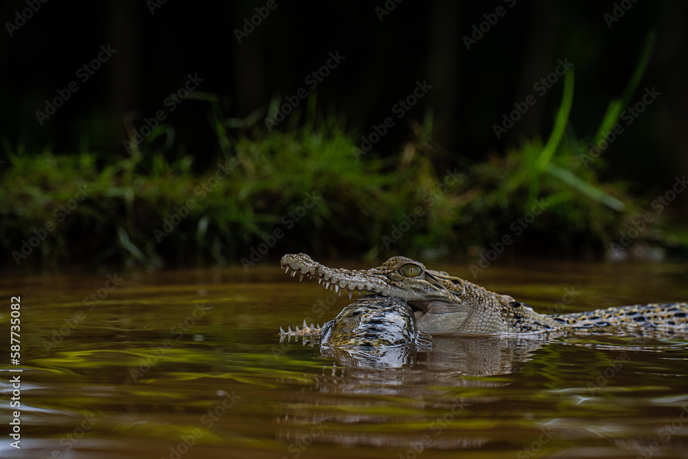 Crocodile Meal Crocodile Meal