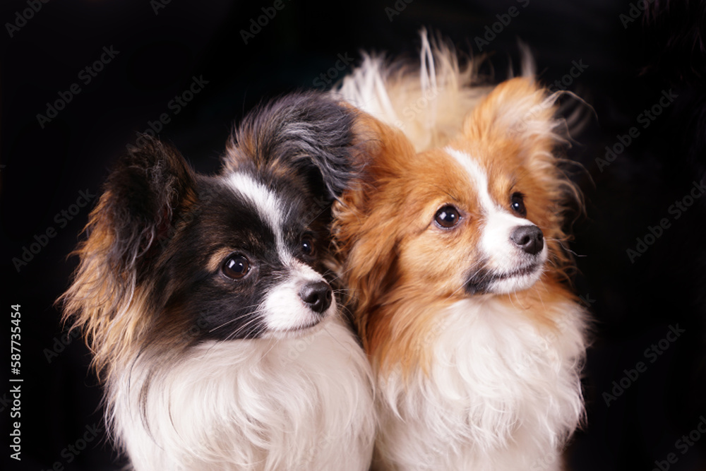 small long hair lap dog face isolated against black background