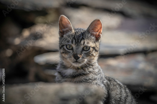 Portrait of surprised cat looking at camera with greenish eyes and gray fur with black stripes with a piece of plant in his mouth. Domestic or stray tabby cat in the street.