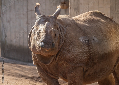 Close-up of an old rhinoceros looking straight ahead. 