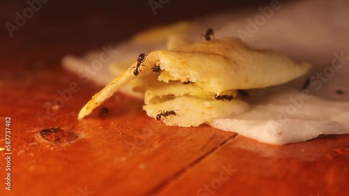 Group of ants gathers on food crumbs (piece of bread) inside the house on a wooden floor.
Pavement Ants (Tetramorium caespitum)
Collective cooperation of insects, ant.
bugs, bug, Insect photo