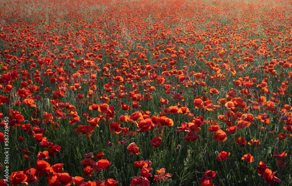 Obraz premium Landscape with spectacular sunset over the poppy field. 