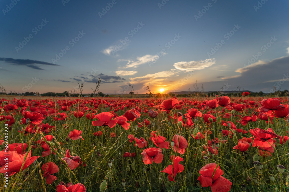 Landscape with spectacular sunset over the poppy field.  