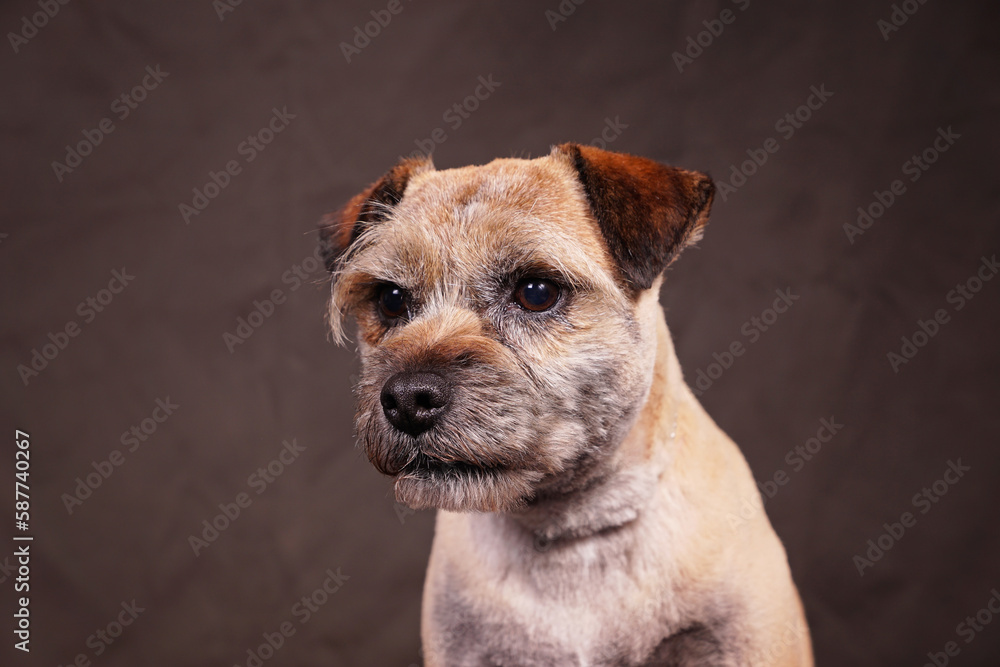 Border terrier isolated on grey brown background Border terrier isolated on grey brown background