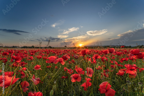 Landscape with spectacular sunset over the poppy field. 