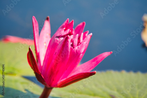 湖一面に蓮の花が咲き乱れる美しい風景・タレーブアデーン タイ・ウドーンターニー Red Lotus, Thailand