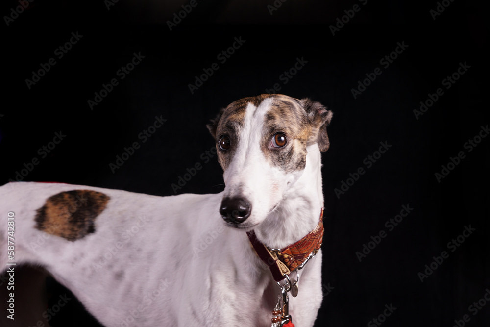 Brindle greyhound against black background