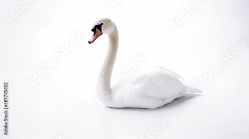 animal on the white Background a Swan generative ai