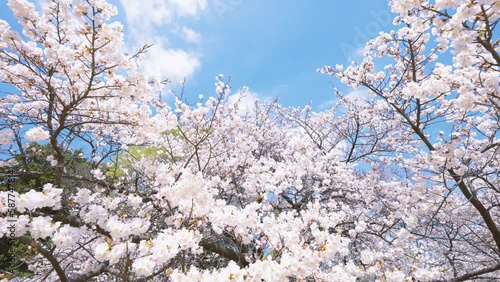 Wallpaper Mural 風で揺れる桜の風景動画 Torontodigital.ca