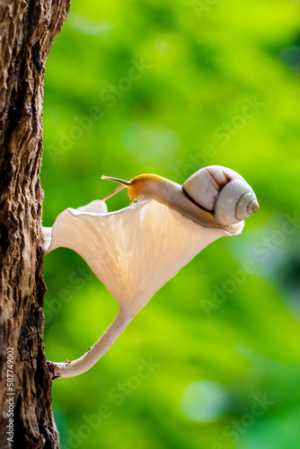 Amphidromus is a genus of tropical air-breathing land snails, terrestrial pulmonate gastropod mollusks in the family Camaenidae