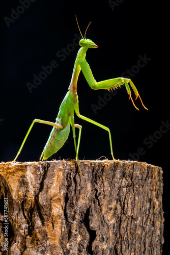 Hierodula is a genus of praying mantis in the tribe Hierodulini, found throughout Asia. Many species are referred to by the common name giant Asian mantis  photo