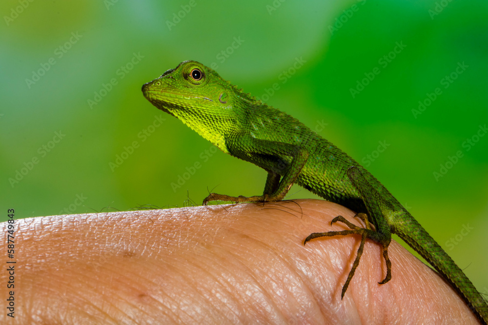 Fototapeta premium The lizards were introduced to Singapore from Malaysia and Thailand in the 1980s. In Singapore, they are a threat to the native green-crested Lizard