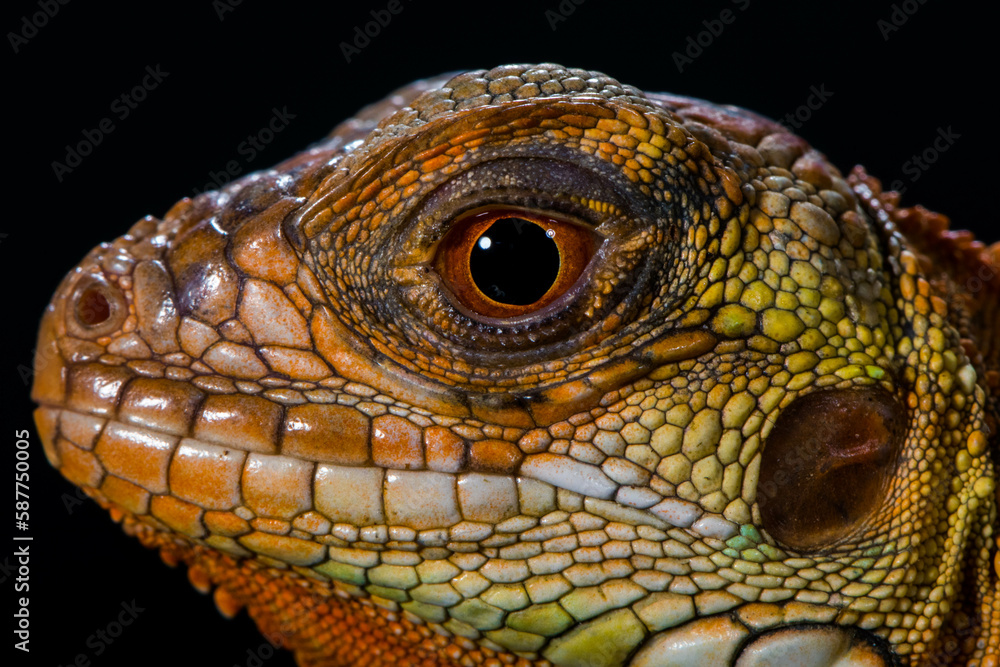 Fototapeta premium Super Red Iguana is a type of lizard that lives in tropical areas of Central and South America and the Caribbean