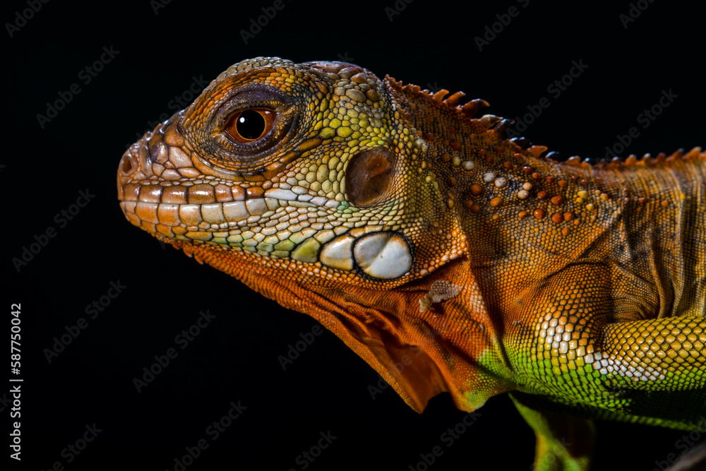 Fototapeta premium Super Red Iguana is a type of lizard that lives in tropical areas of Central and South America and the Caribbean
