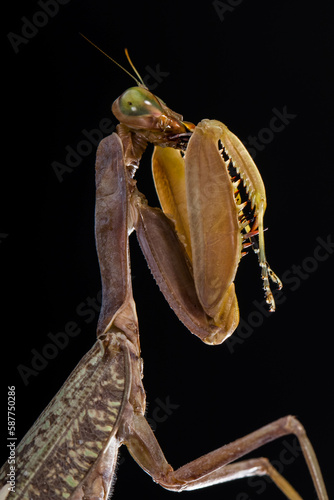 Hierodula is a genus of praying mantis in the tribe Hierodulini, found throughout Asia. Many species are referred to by the common name giant Asian mantis 