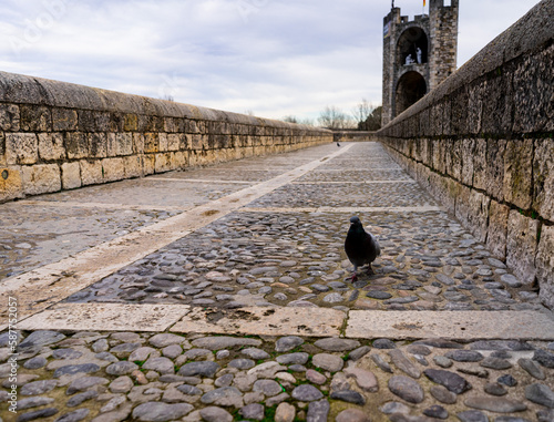 A wild pigeon on a stone street in Spain © Noemie