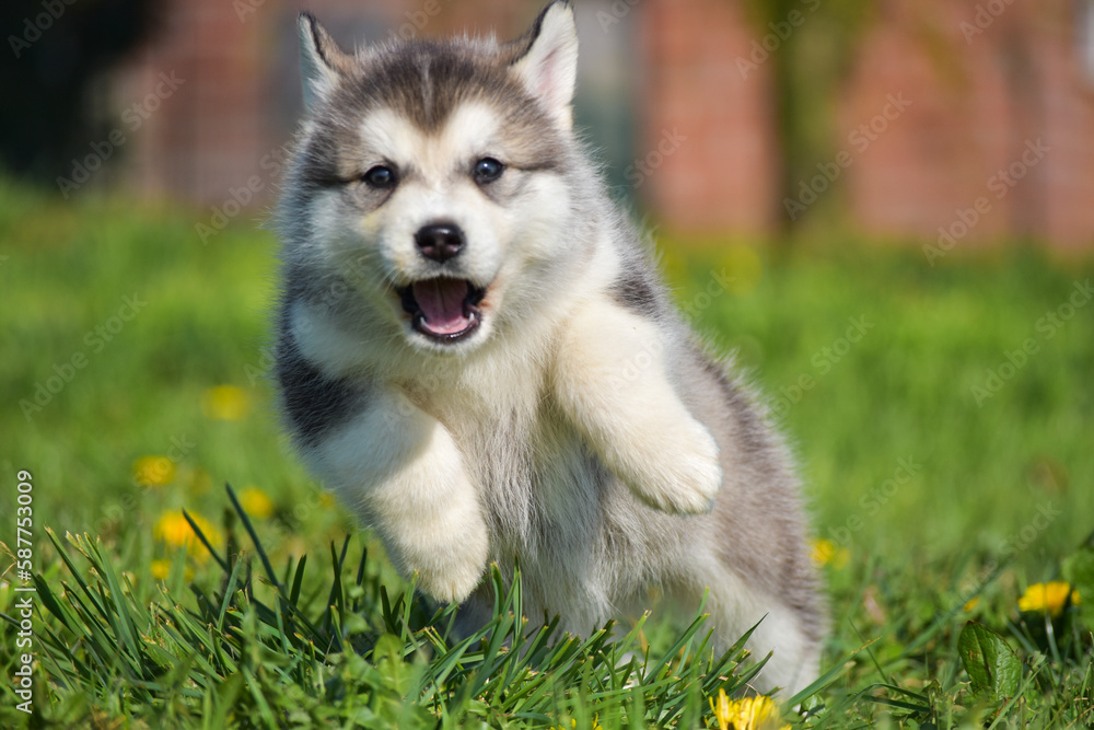 husky alaskan malamute pomski puppy funny jump run with toy on grass