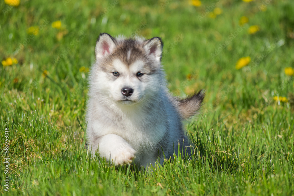 beautiful husky alaskan malamute pomski puppy run, sit and play on grass beautiful husky alaskan malamute pomski puppy run, sit and play on grass