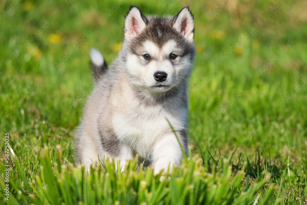 beautiful husky alaskan malamute pomski puppy run, sit and play  on grass 