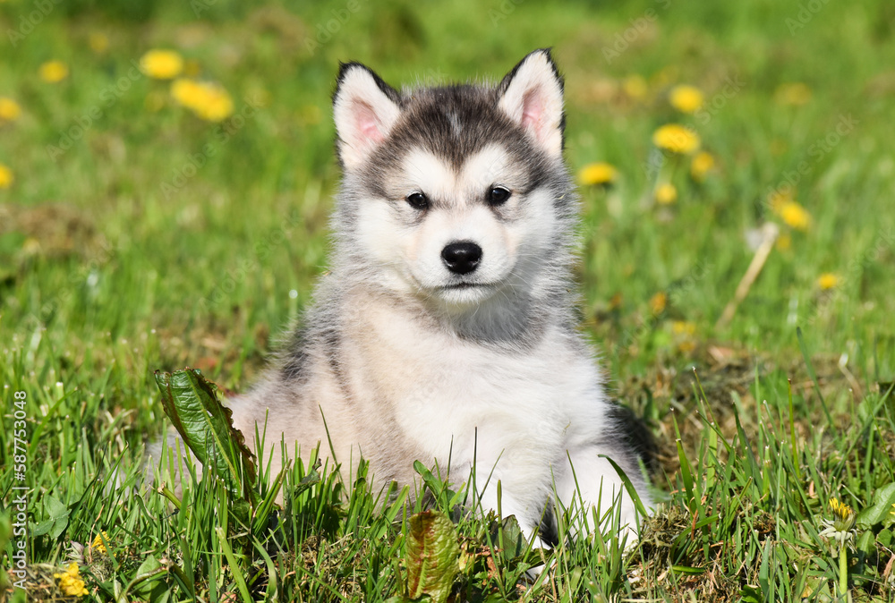 beautiful husky alaskan malamute pomski puppy run, sit and play on grass beautiful husky alaskan malamute pomski puppy run, sit and play on grass