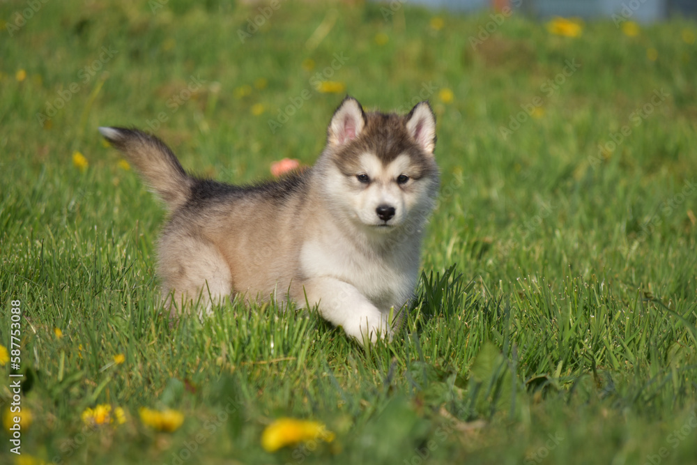 husky alaskan malamute pomski puppy run on grass