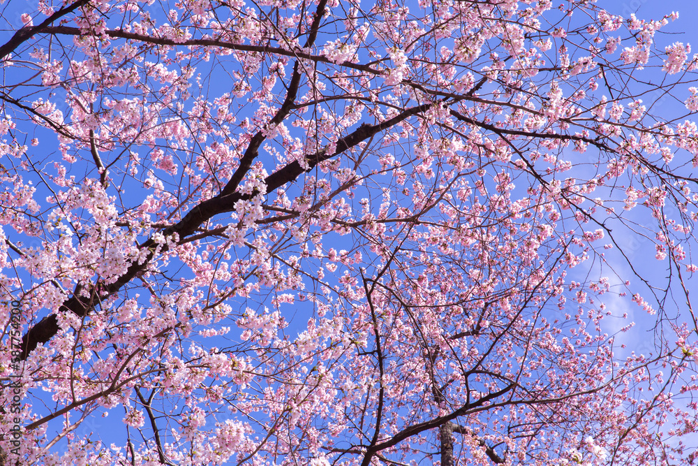 Cherry blossom trees in Central Park at New York City