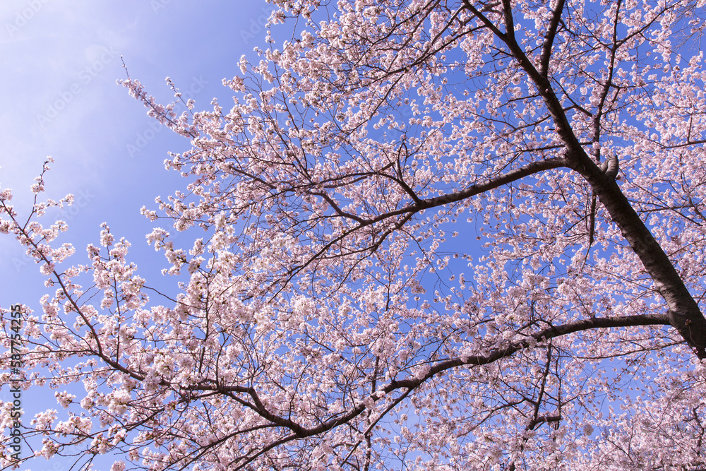 Cherry blossom trees in Central Park at New York City Cherry blossom trees in Central Park at New York City