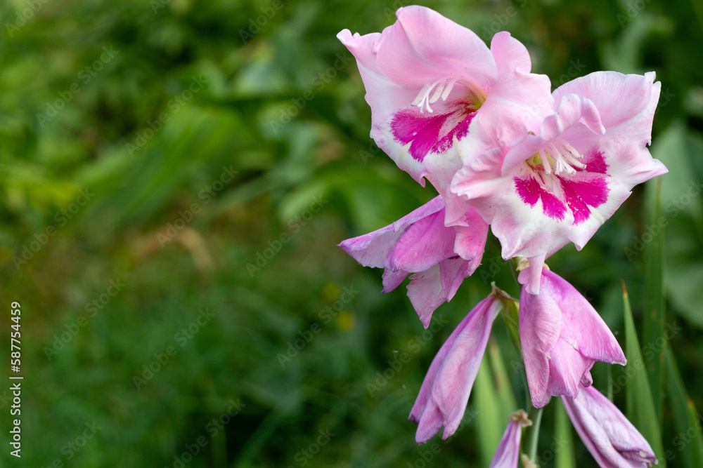 Fototapeta premium Pink flowers of gladiolus on a green background.