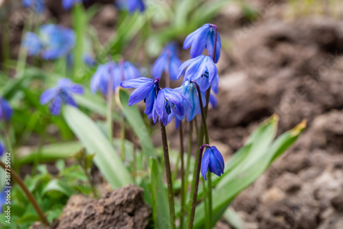 blue scillas grow in the spring forest photo