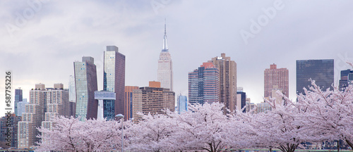 Beautiful view of Cherry blossom with Manhattan buildings at the background. View from Long island city at New York city.