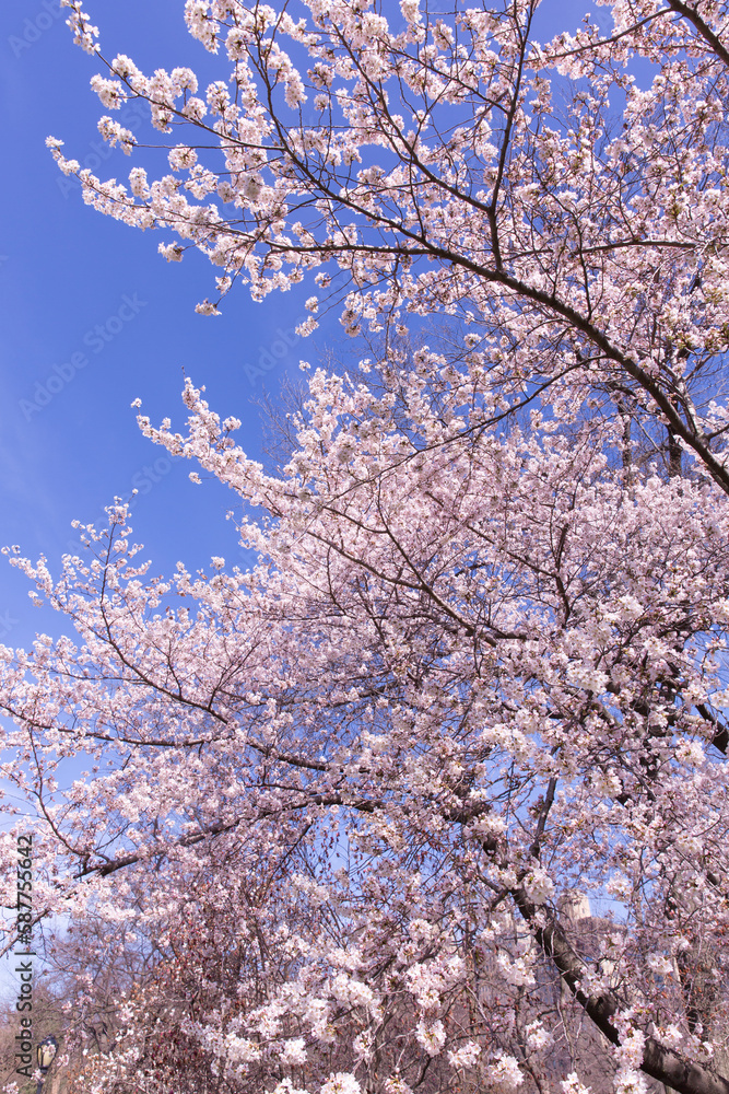 Cherry blossom trees in Central Park at New York City Cherry blossom trees in Central Park at New York City