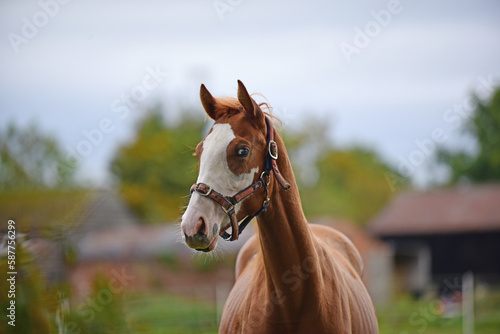 paint horse with white pace and blue eye in field