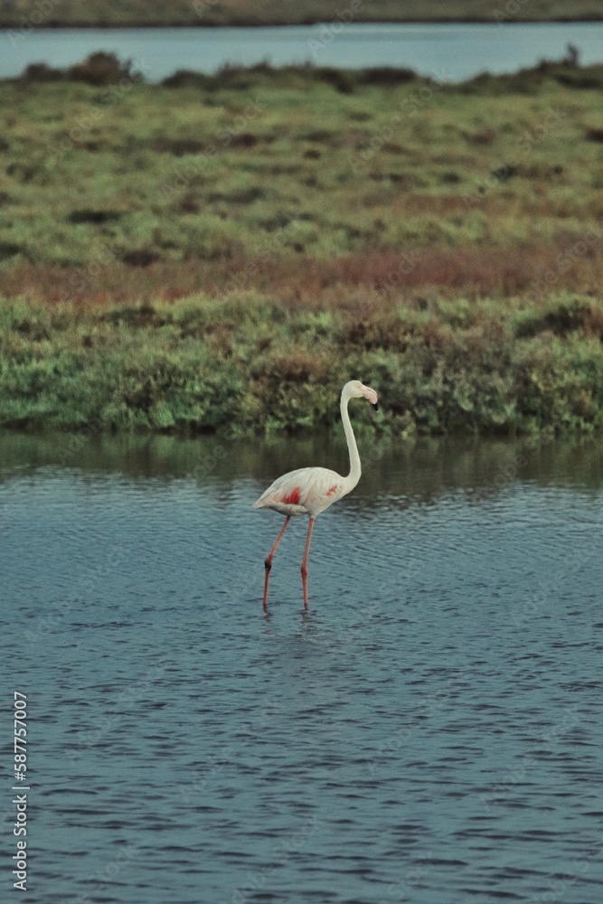 Flamingo standing in a wetland 