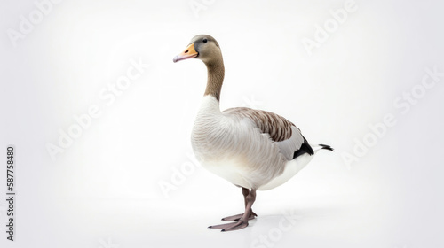 animal on the white Background a Goose generative ai