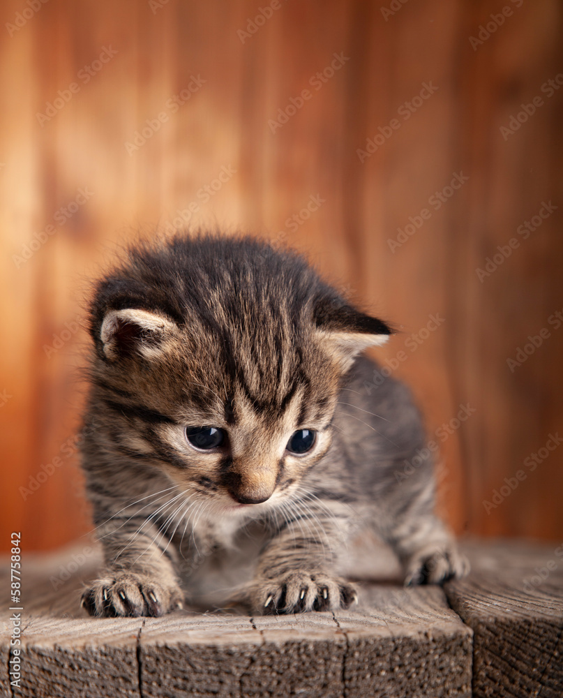 Naklejka premium small kitten on background of old wooden boards