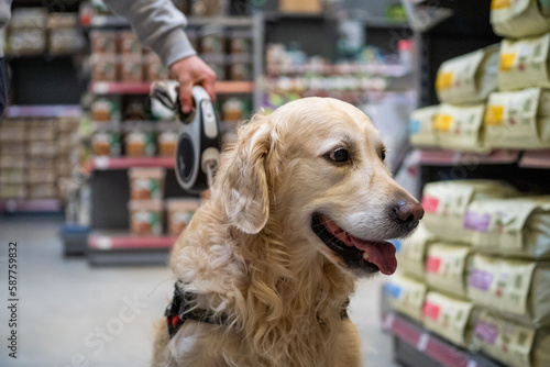 portrait of a happy golden retriever dog in a garden and pet shop  dogs allowed in the store  dog friendly shop