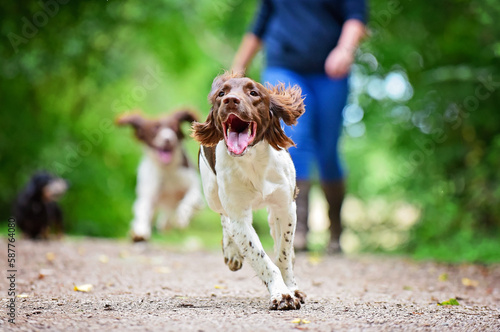 Happy brown and white springer spaniels with floppy ears running and jumping on a countryside walk