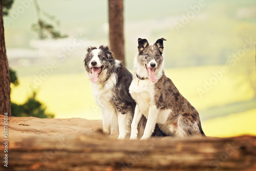 Welsh Collies running and jumping on a walk