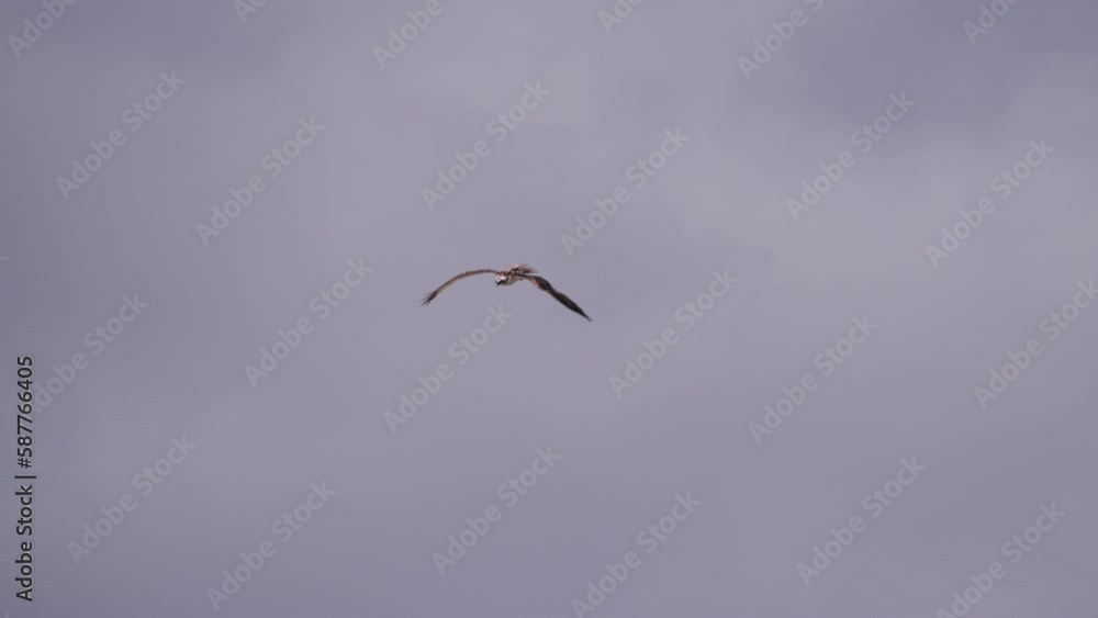 Osprey in the sky - Super Slow Motion 4K 120fps Osprey in the sky - Super Slow Motion 4K 120fps