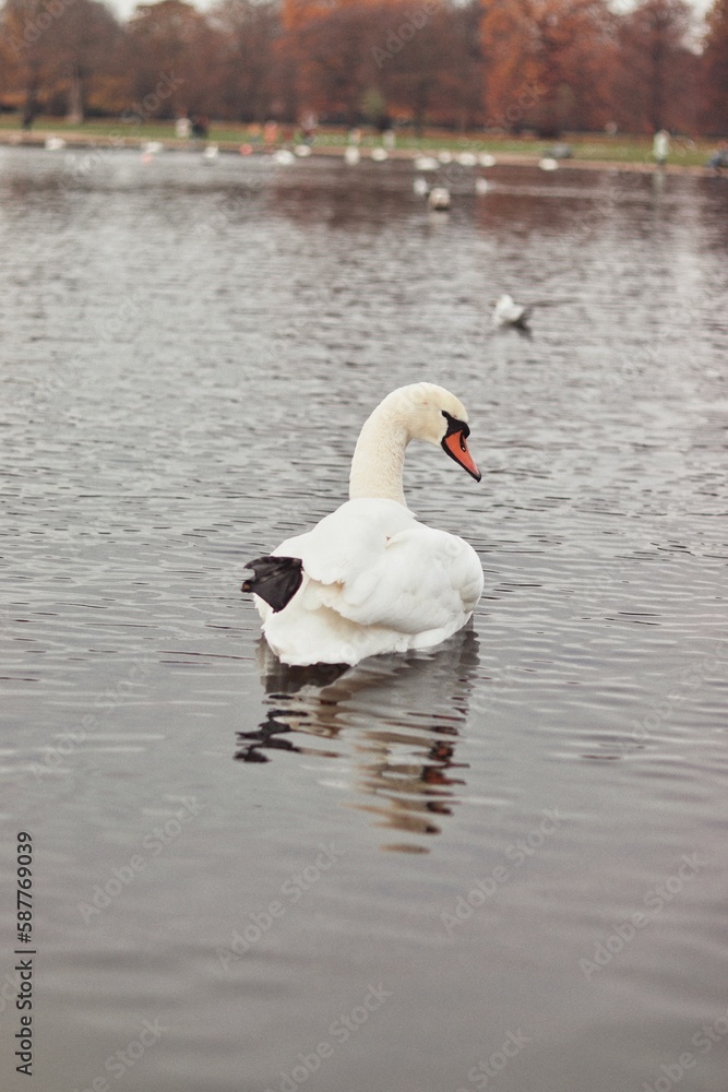 Fototapeta premium White swan swimming in the river