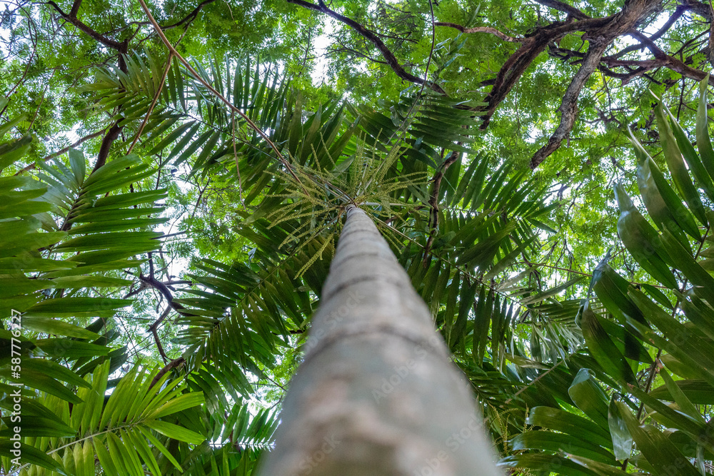 Fototapeta premium tree