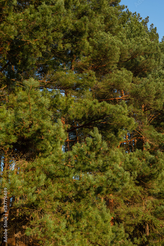 majestic green crown of a pine tree. Beauty and grandeur of nature. With lush foliage and intricate branches, this pine tree is a symbol of strength and vitality. majestic green crown of a pine tree. Beauty and grandeur of nature. With lush foliage and intricate branches, this pine tree is a symbol of strength and vitality.