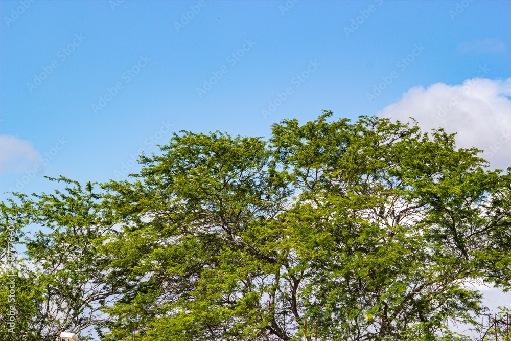 leaves and blue sky