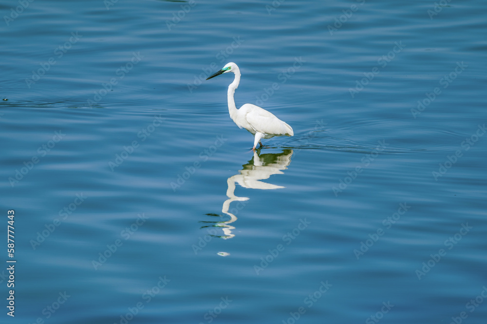 The little egret (Egretta garzetta) is a species of small heron in the family ardeidae in its natural habitat The little egret (Egretta garzetta) is a species of small heron in the family ardeidae in its natural habitat