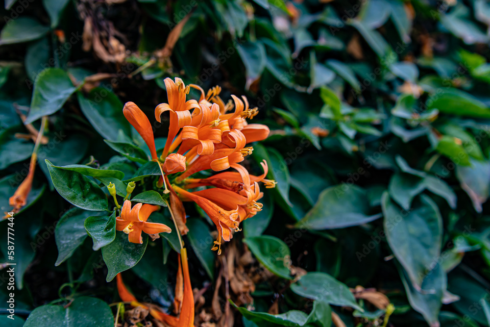 orange flower in the garden